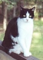 A short-haired white kitty with a raccoon-style black mask.